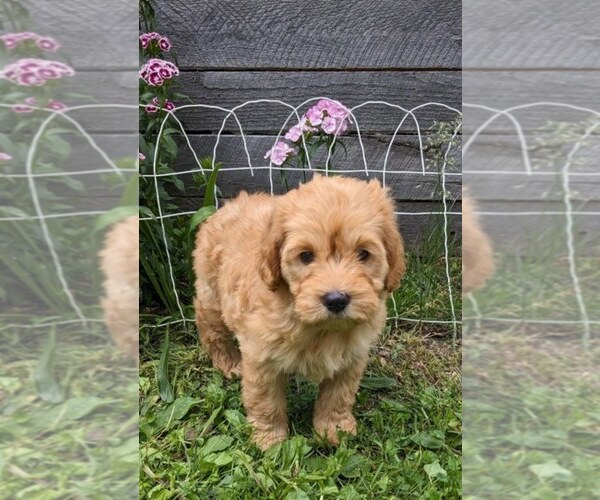 Medium Photo #7 Cockapoo-Poodle (Miniature) Mix Puppy For Sale in SALEM, MO, USA