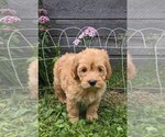 Small #5 Cockapoo-Poodle (Miniature) Mix