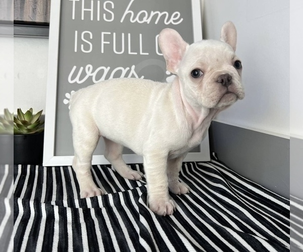 Medium Photo #1 French Bulldog Puppy For Sale in FRANKLIN, IN, USA