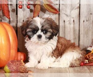 Shih Tzu Puppy for sale in MOUNT VERNON, OH, USA