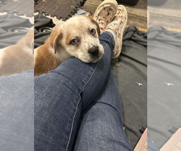 Medium Photo #3 Huskies -Unknown Mix Puppy For Sale in Springdale, PA, USA