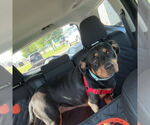 Small #4 English Springer Spaniel-Rottweiler Mix