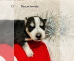 Small Photo #18 Siberian Husky Puppy For Sale in WASHBURN, WI, USA