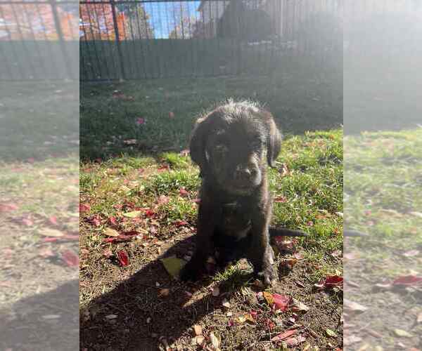 Medium Photo #2 Mutt Puppy For Sale in Aurora, IN, USA