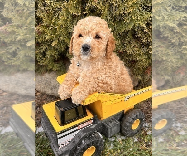 Medium Photo #1 Cockapoo (Miniature) Puppy For Sale in MIDDLEBURY, IN, USA