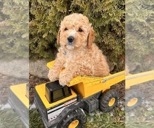 Cockapoo (Miniature) Puppy for sale in MIDDLEBURY, IN, USA