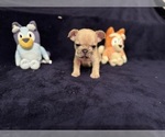 Puppy Rainbow Collar French Bulldog