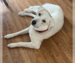 Small Photo #2 Great Pyrenees Puppy For Sale in Houston, TX, USA