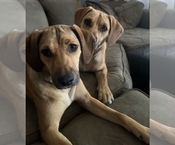 Medium Photo #3 Labrador Retriever-Unknown Mix Puppy For Sale in Dana Point, CA, USA