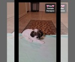 Dip - Female Havapoo Puppy for Sale - Photo #3