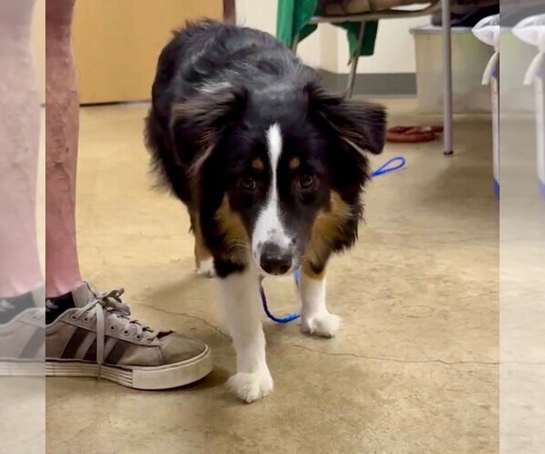 Medium Photo #4 Australian Shepherd-Unknown Mix Puppy For Sale in Canton, CT, USA