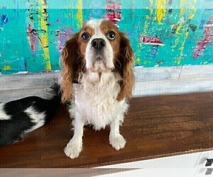 Father of the Cavalier King Charles Spaniel puppies born on 05/06/2025
