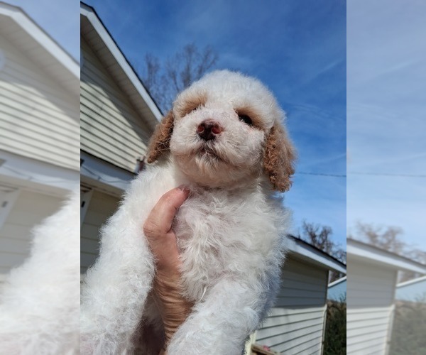 Medium Photo #34 Goldendoodle (Miniature) Puppy For Sale in GASTONIA, NC, USA