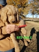 Small Photo #26 Goldendoodle Puppy For Sale in CLARKSVILLE, TX, USA