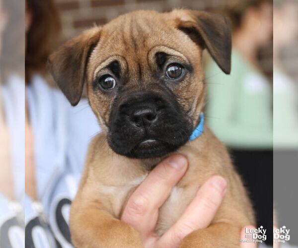 Medium Photo #6 Labrador Retriever-Unknown Mix Puppy For Sale in Washington, DC, USA