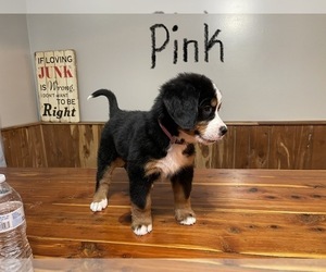 Bernese Mountain Dog Puppy for sale in CHURCH HILL, TN, USA