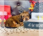 Small #1 Dachshund