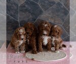 Small #1 Poodle (Miniature)