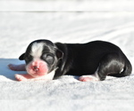 Small #1 Auss-Tzu