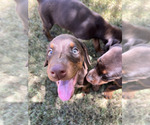 Small Photo #5 Doberman Pinscher Puppy For Sale in PHOENIX, AZ, USA