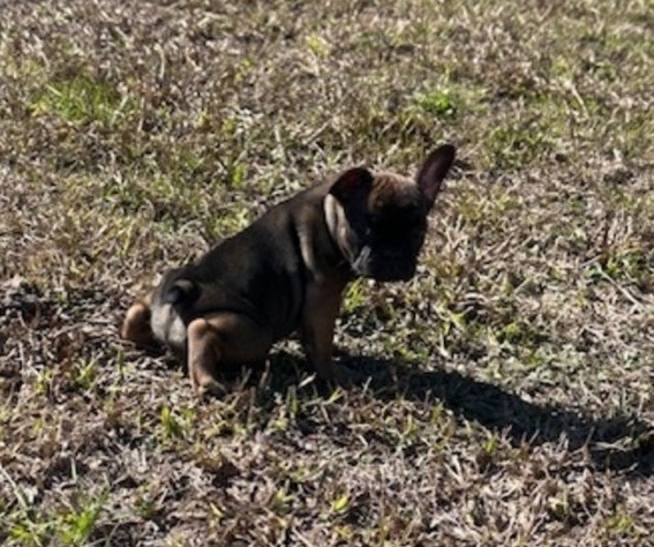 Medium Photo #3 French Bulldog Puppy For Sale in MAYO, FL, USA