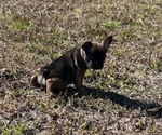 Small #2 French Bulldog