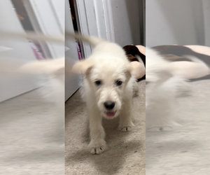 Shepadoodle Puppy for sale in WILLIAMSBURG, VA, USA