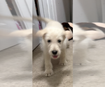 Small Photo #1 Shepadoodle Puppy For Sale in WILLIAMSBURG, VA, USA