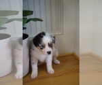 Small Photo #51 Australian Shepherd Puppy For Sale in GREER, SC, USA