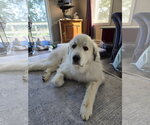 Small #1 Great Pyrenees