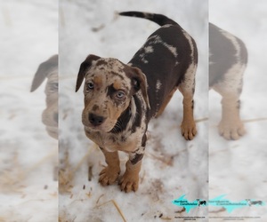 Catahoula Leopard Dog Puppy for sale in MORAN, MI, USA