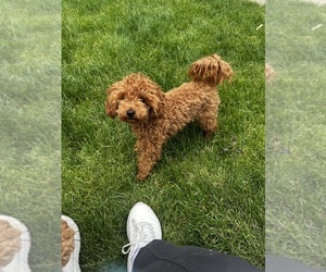 Father of the Goldendoodle (Miniature) puppies born on 04/22/2025