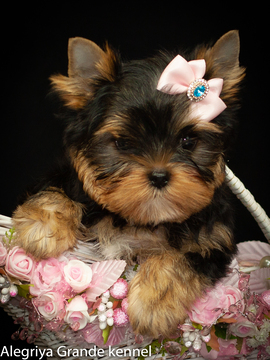 Medium Photo #5 Yorkshire Terrier Puppy For Sale in CULLOWHEE, NC, USA