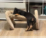 Small #3 Mutt