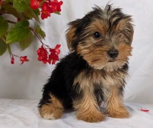 Medium Yorkshire Terrier
