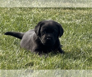 Medium Labrador Retriever