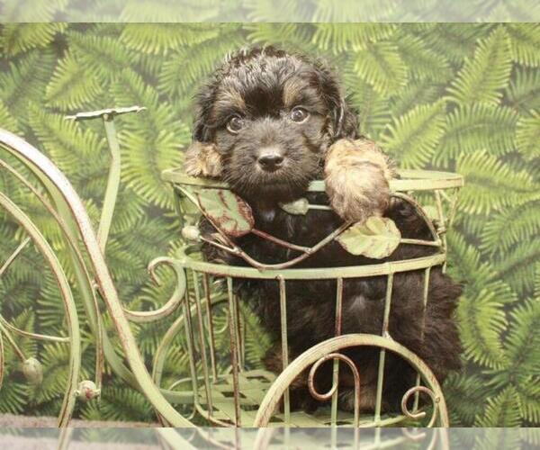 Medium Photo #13 Australian Shepherd-Poodle (Toy) Mix Puppy For Sale in SHAWNEE, OK, USA