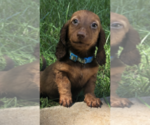 Small Photo #4 Dachshund Puppy For Sale in NASHVILLE, TN, USA