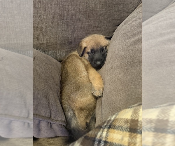 Medium Photo #8 Belgian Malinois Puppy For Sale in TOMS RIVER, NJ, USA
