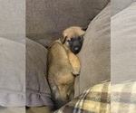Small #7 Belgian Malinois