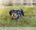 Small #5 Dachshund