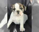 Small Photo #7 English Bulldog Puppy For Sale in BOWLING GREEN, KY, USA