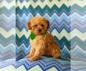 Poodle (Miniature) Puppy for sale in KINZERS, PA, USA