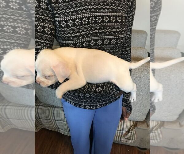 Medium Photo #5 American Bully Puppy For Sale in BOONE, IA, USA