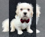 Small #3 Mutt