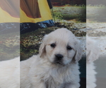 Small Photo #10 Golden Retriever Puppy For Sale in WIRTZ, VA, USA