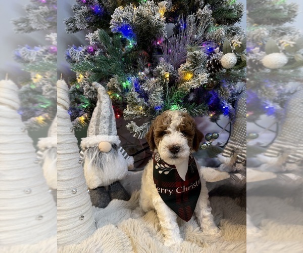 Medium Photo #1 Goldendoodle mix (+ Poodle Miniature) Puppy For Sale in BRONX, NY, USA