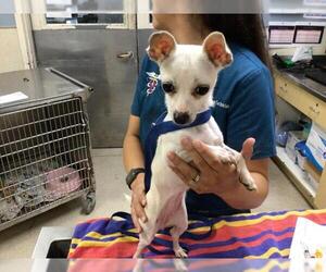 Chihuahua Dogs for adoption in Riverside, CA, USA