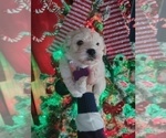Small #2 Maltipoo (Miniature)