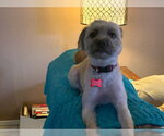 Small Photo #9 Maltipoo (Miniature) Puppy For Sale in Las Vegas, NV, USA